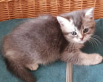 Кошки в Барнауле: Шотландский котик-страйт Юстас Мальчик, Бесплатно - фото 3