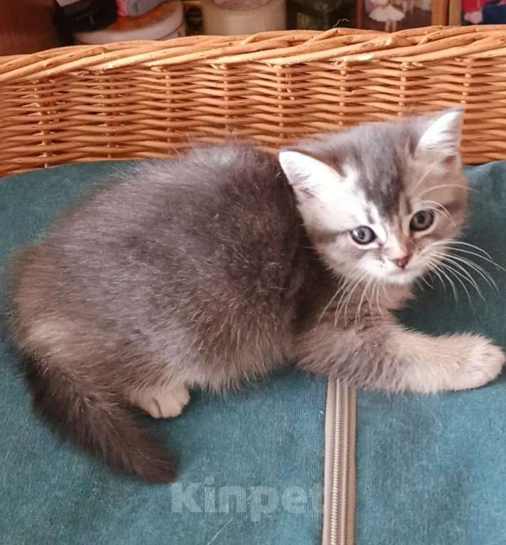 Кошки в Барнауле: Шотландский котик-страйт Юстас Мальчик, Бесплатно - фото 3