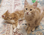 Кошки в Балашихе: Продам котят породы Мейн кун Мальчик, 25 000 руб. - фото 4