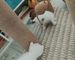 Кошки в Барнауле: Белые котята Мальчик, Бесплатно - фото 3