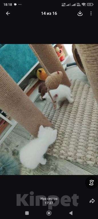 Кошки в Барнауле: Белые котята Мальчик, Бесплатно - фото 3