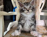 Кошки в Москве: Котята мейн-кун Девочка, 40 000 руб. - фото 2