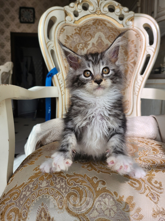 Кошки в Москве: Котята мейн-кун Девочка, 40 000 руб. - фото 2