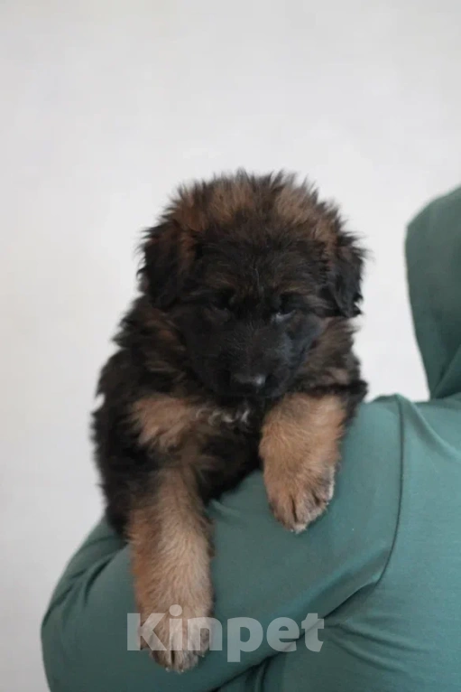 Собаки в Юрге: Очаровательные щенки овчарки с документами Мальчик, 60 000 руб. - фото 1