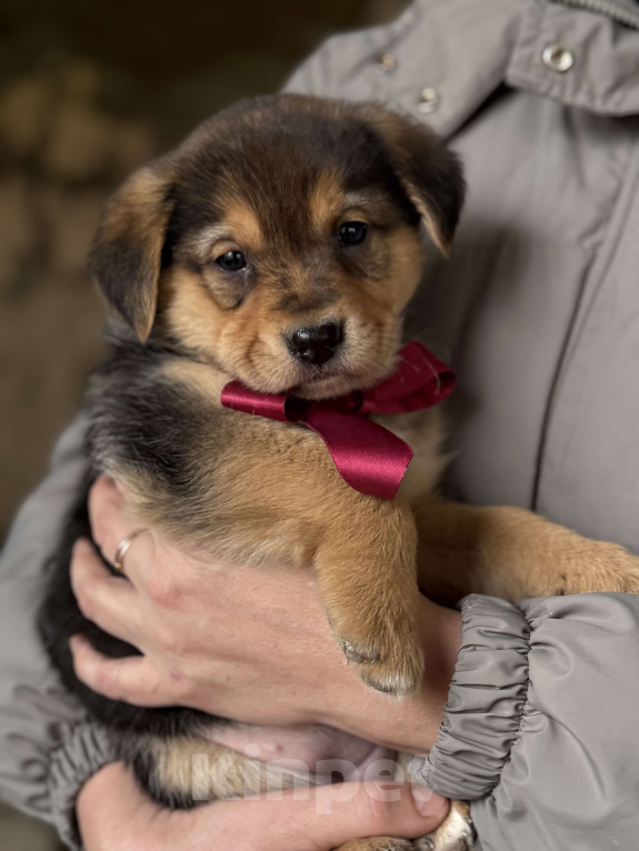 Собаки в Красногорске: Щенок невероятной красоты Санта 2 мес ждет вас! Девочка, Бесплатно - фото 4