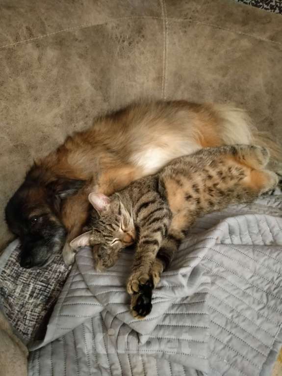 Кошки в Санкт-Петербурге: Кошка в добрые руки Девочка, 100 руб. - фото 2