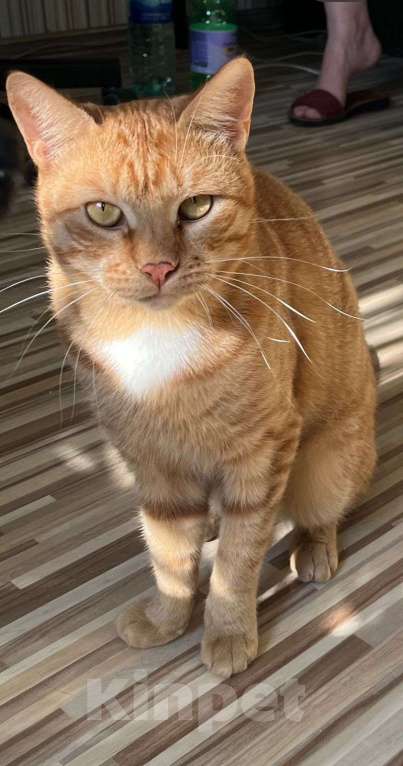 Кошки в Москве: Ищем дом для Солнышка Мальчик, Бесплатно - фото 2