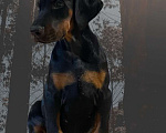 Собаки в Чехове: Шикарный щенок добермана РКФ Мальчик, 90 000 руб. - фото 3