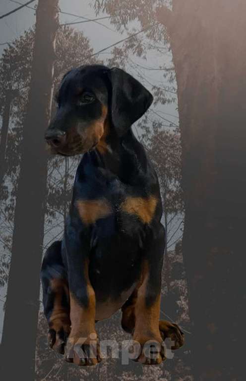 Собаки в Чехове: Шикарный щенок добермана РКФ Мальчик, 90 000 руб. - фото 3