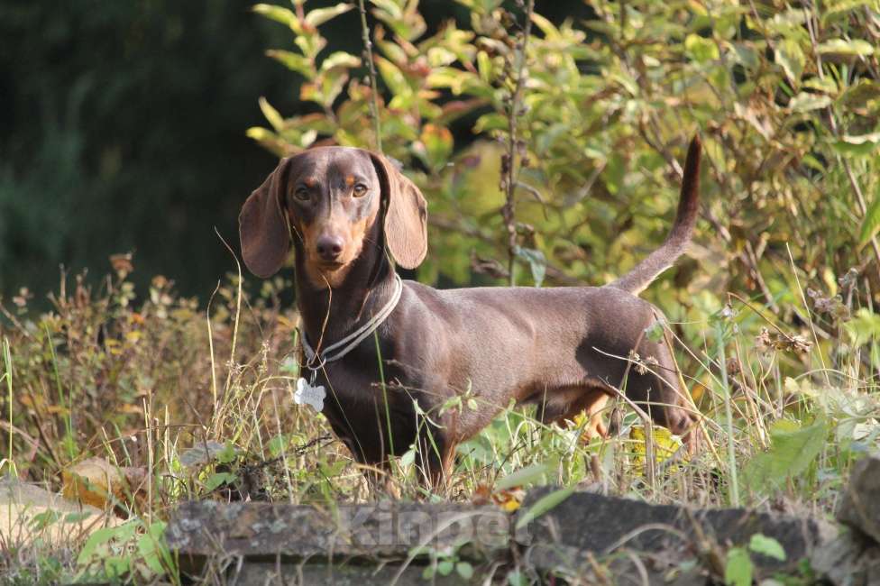 Собаки в Москве: Вязка с миниатюрным кобелем коричнево подпалым  Мальчик, Бесплатно - фото 2