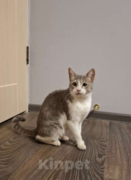 Кошки в Волгограде: Кошечка Милка ищет дом  Девочка, Бесплатно - фото 1