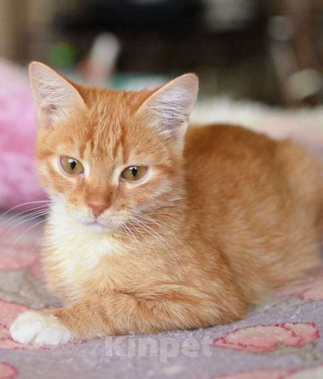 Кошки в Долгопрудном: Марсик Мальчик, Бесплатно - фото 3