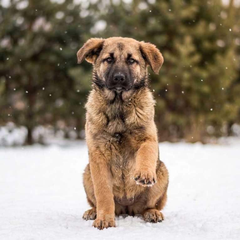 Собаки в Москве: щенок Ариша в добрые руки Девочка, Бесплатно - фото 7