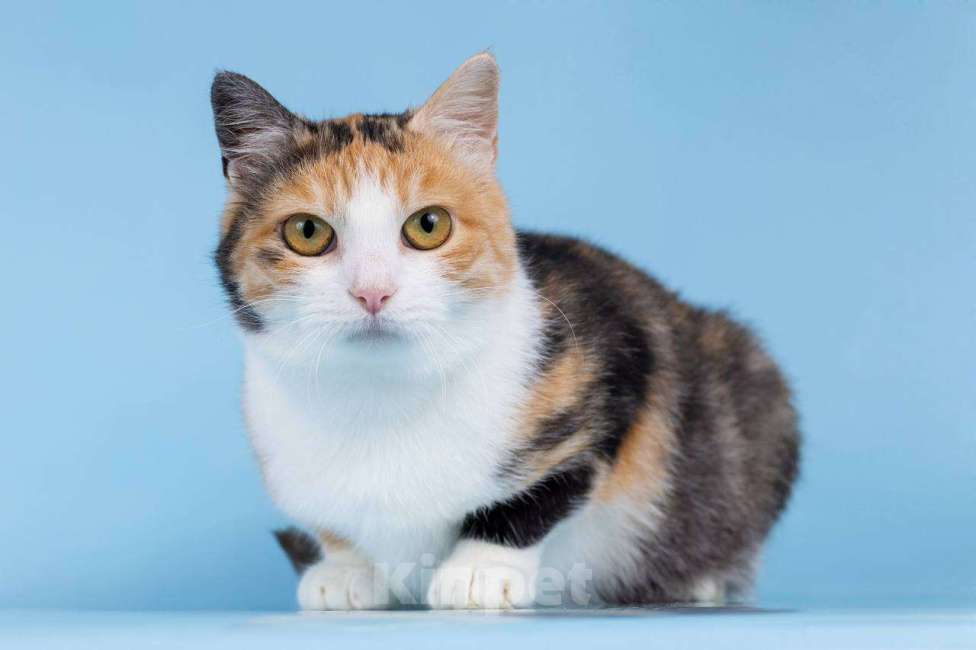 Кошки в Москве: Трехцветная молодая кошечка Осинка в добрые руки Девочка, Бесплатно - фото 1