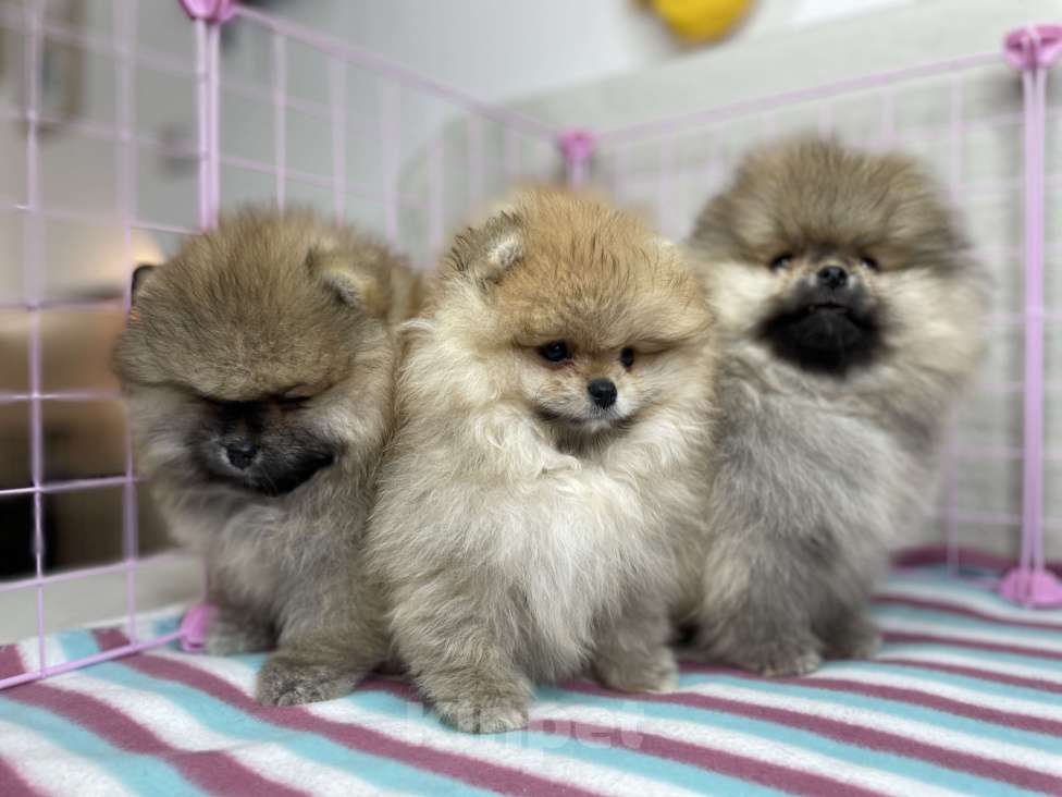 Собаки в Санкт-Петербурге: Целая орава шпицев - питомник шпицев "Морошка Мама" Мальчик, Бесплатно - фото 8