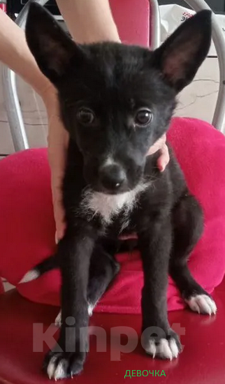 Собаки в Воскресенске: Щенки в добрые руки Разнополые, Бесплатно - фото 4