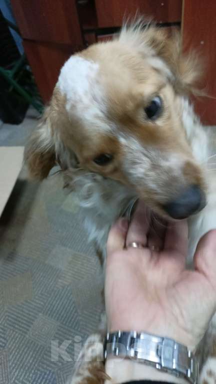 Собаки в Прокопьевске: Хозяин нашелся Мальчик, Бесплатно - фото 6