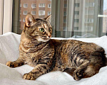 Кошки в Москве: Чудо-кошка пятнистая полосатка Тиффани в добрые руки  Девочка, Бесплатно - фото 3