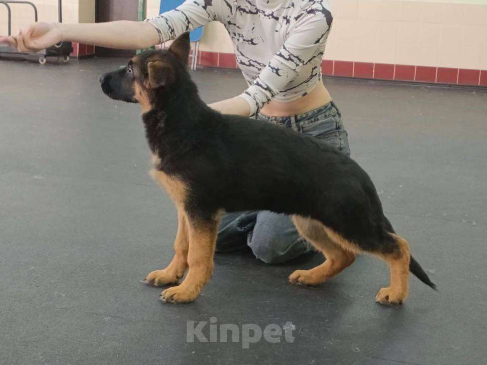 Собаки в Кемерово: Продам щенка немецкой овчарки Девочка, Бесплатно - фото 2