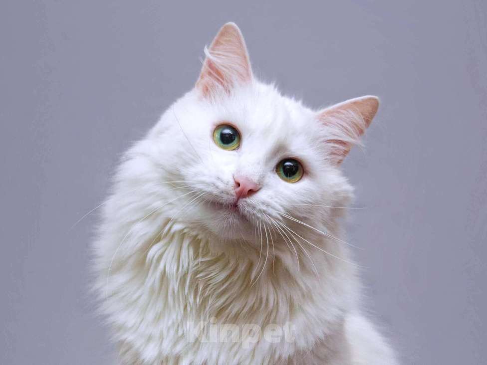 Кошки в Москве: Нежный ласковый котик Никита в добрые руки Мальчик, Бесплатно - фото 8