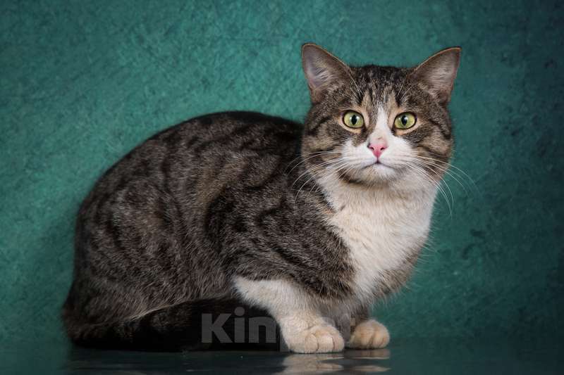 Кошки в Москве: Щекастый розовоносый британский котик Кашемир в добрые руки Мальчик, Бесплатно - фото 4