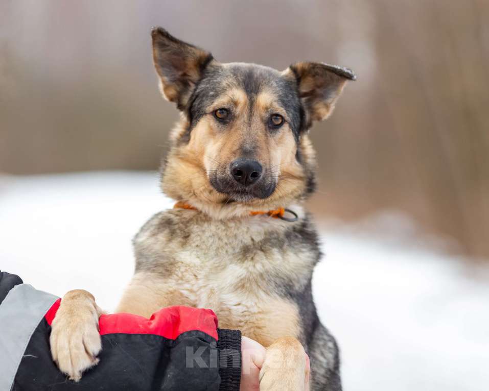 Собаки в других городах Московской области: Ищет дом жизнерадостная Нева Девочка, Бесплатно - фото 7