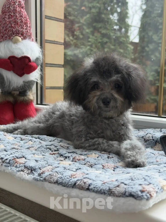 Собаки в Ейске: Карликовый пудель Девочка, 190 000 руб. - фото 3