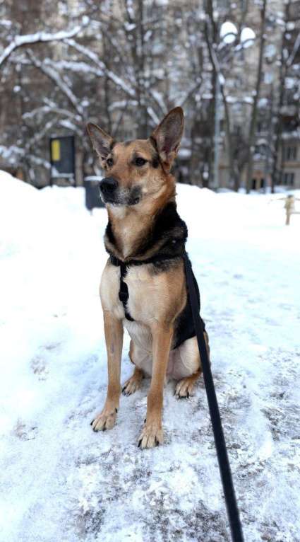 Собаки в Москве: Пес Семен ищет новый дом! Мальчик, Бесплатно - фото 3