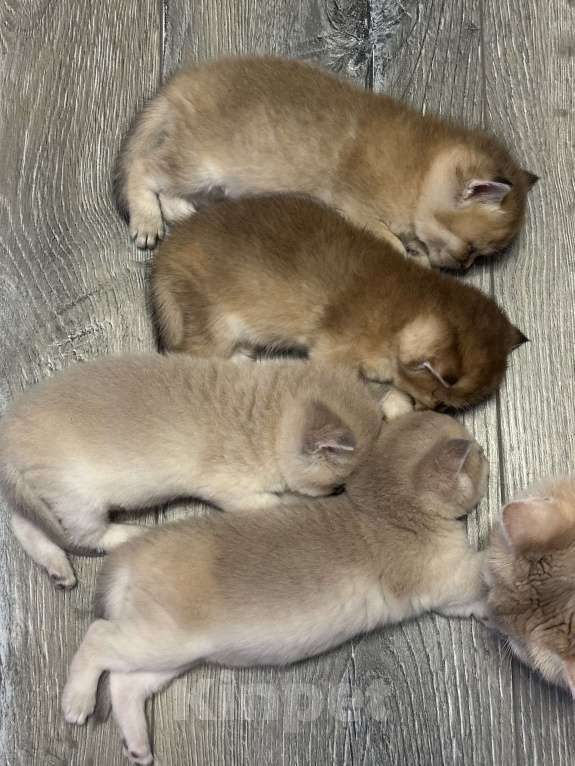 Кошки в Анапе: Британская шиншилла Мальчик, 25 000 руб. - фото 2