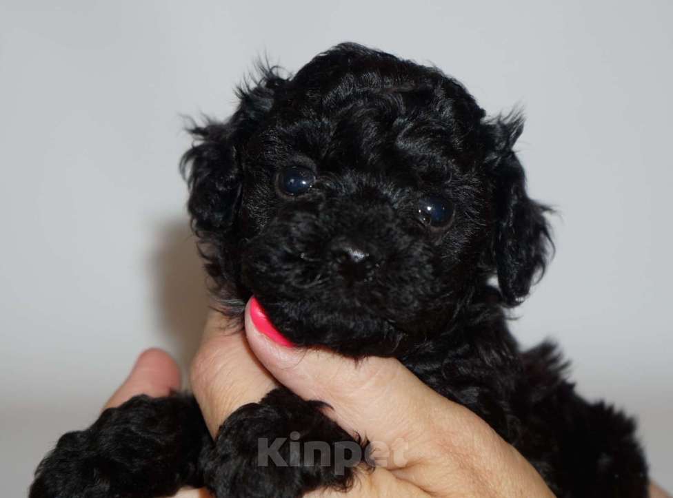 Собаки в Кудрово: Той пудель Девочка, 80 000 руб. - фото 3