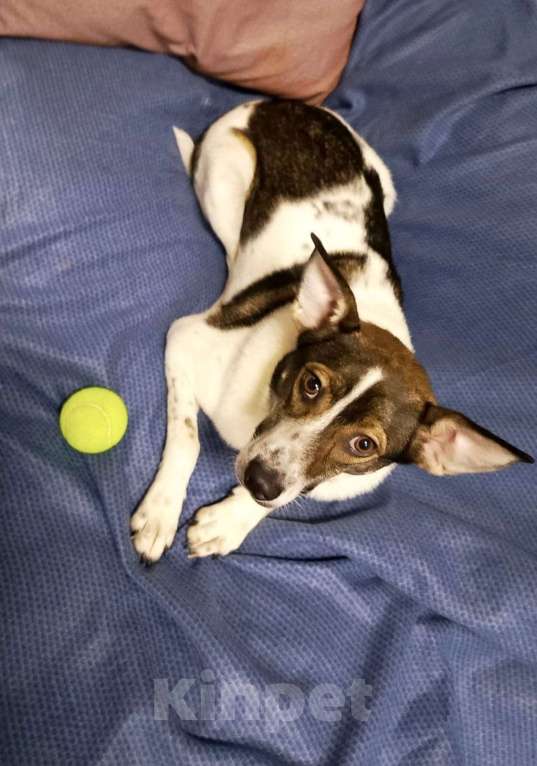 Собаки в Липецке: Малышка Линда  Девочка, Бесплатно - фото 4