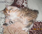Кошки в Болхове: Котята Курбоб, 7 000 руб. - фото 2