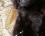 Кошки в Москве: Черный котик Лаки, 2 мес, снимет негатив и принесет благополучие в дом Мальчик, Бесплатно - фото 5