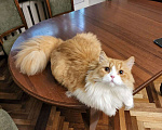 Кошки в Санкт-Петербурге: Британский парень будет украшением вашего дома Мальчик, 25 000 руб. - фото 4