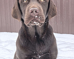 Собаки в других городах Московской области: Чудесная девочка Лабрадора Девочка, 70 000 руб. - фото 2