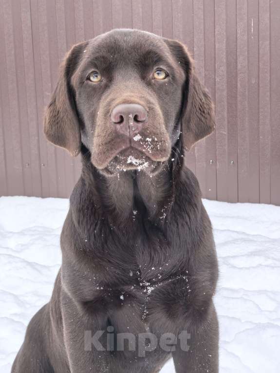 Собаки в других городах Московской области: Чудесная девочка Лабрадора Девочка, 70 000 руб. - фото 2