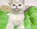 Кошки в Москве: Голубая золотая шиншилла Девочка, 40 000 руб. - фото 1