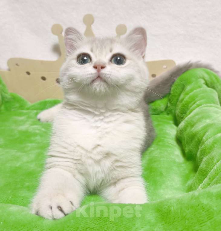 Кошки в Москве: Голубая золотая шиншилла Девочка, 40 000 руб. - фото 1