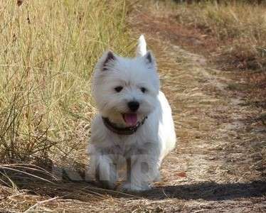 Собаки в Москве: Лучшие весты РКФ Мальчик, Бесплатно - фото 3