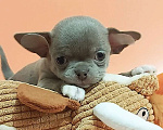 Собаки в Новосибирске: Девочка Чихуахуа Девочка, Бесплатно - фото 2