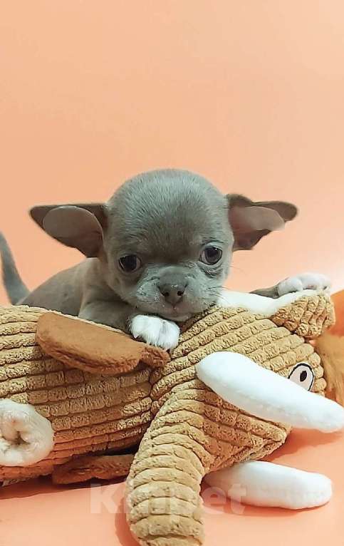 Собаки в Новосибирске: Девочка Чихуахуа Девочка, Бесплатно - фото 2