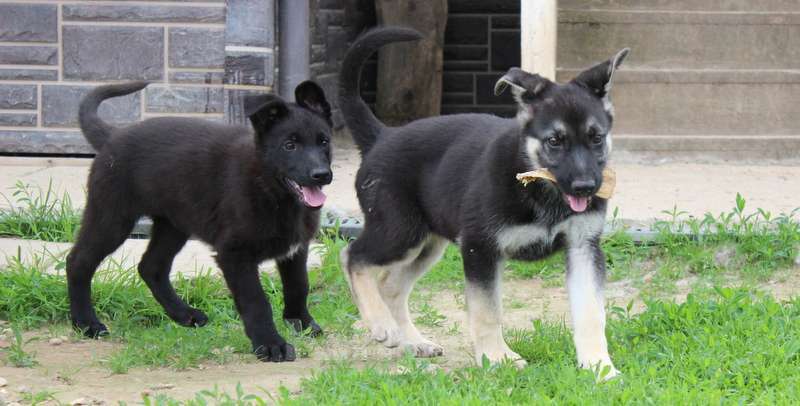 Собаки в Москве: Риелла Девочка, 40 000 руб. - фото 9