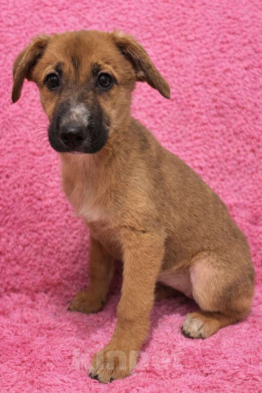 Собаки в Москве: Минди щенок девочка ищет дом Девочка, Бесплатно - фото 6