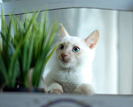 Кошки в Москве: Голубоглазый котенок Котя в добрые руки! Мальчик, 1 руб. - фото 3