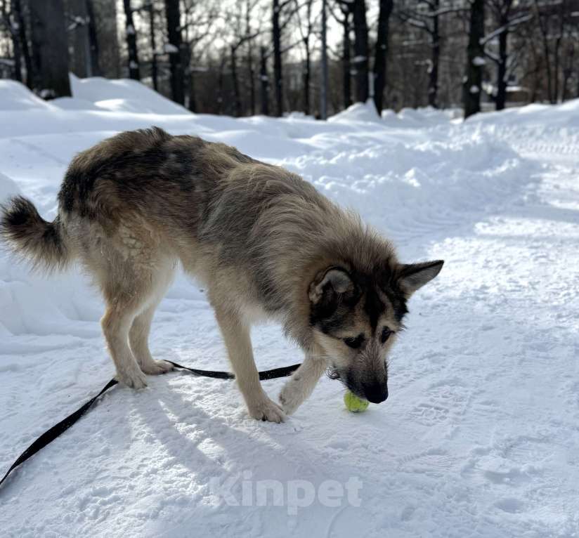 Собаки в Москве: Собака бесплатно в Москве Мальчик, Бесплатно - фото 9