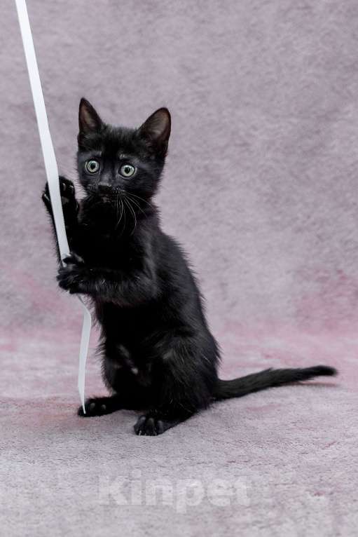 Кошки в Москве: котенок Карамелька ищет дом Девочка, Бесплатно - фото 1