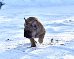 Собаки в Москве: Девочка французского бульдога  Девочка, 50 000 руб. - фото 3