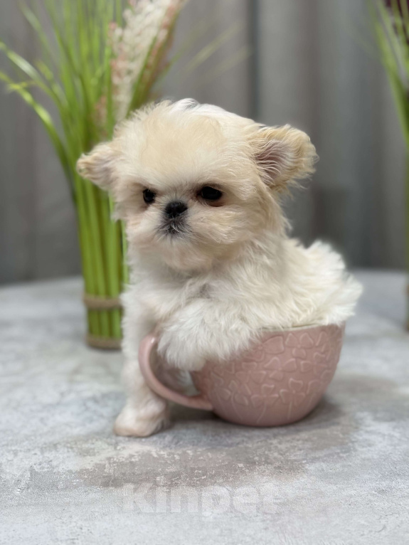 Собаки в Москве: Щенок Мальтипу Мальчик, 350 000 руб. - фото 9