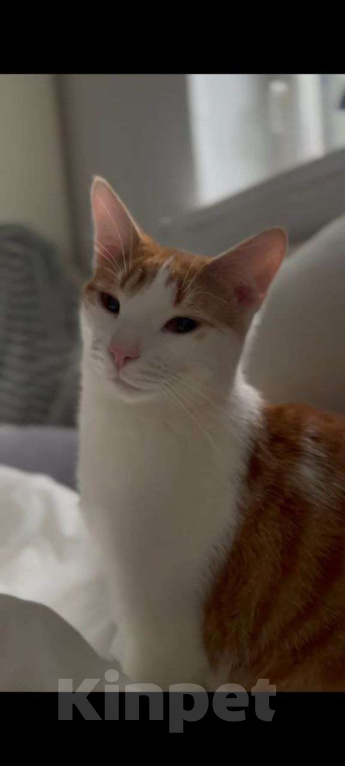 Кошки в Москве: Котенок в добрые руки Мальчик, Бесплатно - фото 1