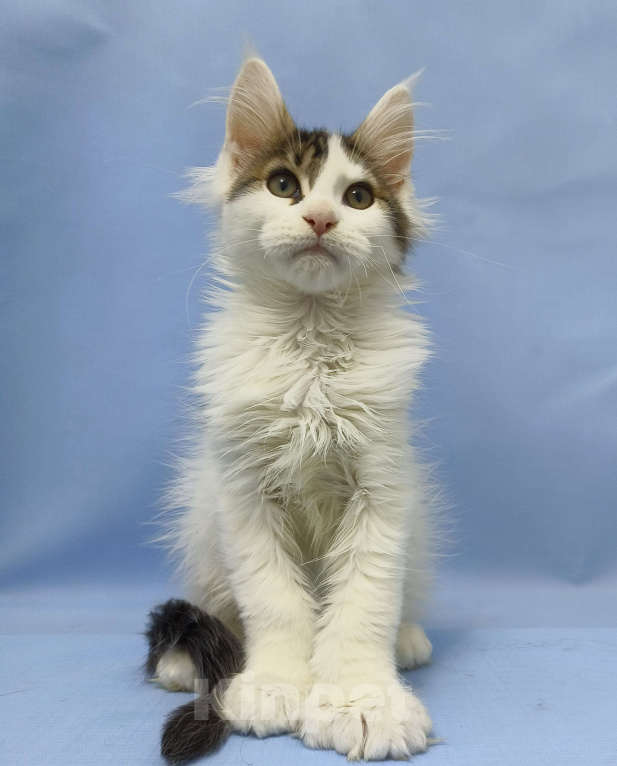 Кошки в Москве: Мейн-Кун полидакт. Мальчик Мальчик, 100 000 руб. - фото 4